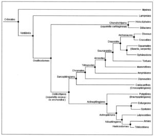 parenté et filiations biologiques