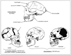 modèles explicatifs en biologie